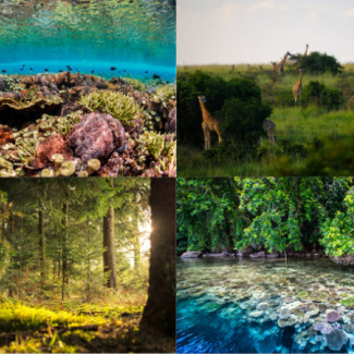 Parmi les exemples d’écosystèmes vulnérables : récifs coralliens, savane, forêt tempérée, mangroves.