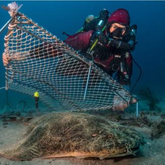 Requin Ange de mer (Squatina squatina) équipé d’une balise en Corse orientale
