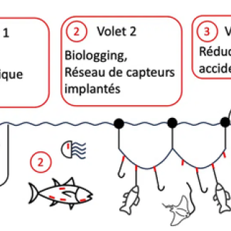 Schéma présentent le dispositif permettant de réduire les pêches accidentelles