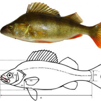 Illustration des 11 mesures effectuées sur chacune des 8342 photographies de poissons, ici une perche (Perca fluviatilis).