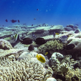 photo du récif barrière du lagon de Mayotte