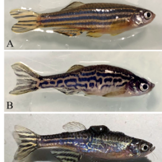 Phénotype du poisson zèbre sain et tumoral