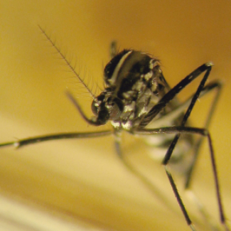 Moustique tigre, femelle de moustique tigre (Aedes albopictus) est une espèce originaire d'Asie du Sud-Est et de l'Océan Indien. 