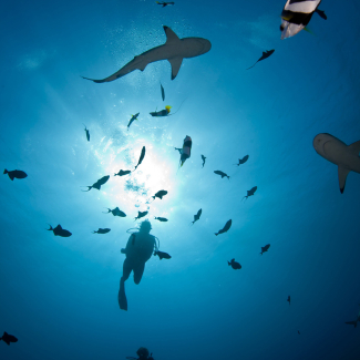 Des plongeurs observent quelques requins à pointes noires, "Carcharhinus melanopterus", nager en pleine eau au milieu des poissons.