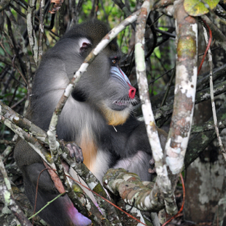 Mandrill, "Mandrillus sphinx", portant un détecteur de proximité dans le parc de la Lékédi, au Gabon