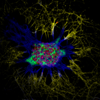réseau de neurones de souris