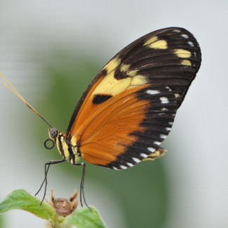 Papillon "Heliconius ismenius"  