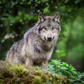 Loup gris de face dans une forêt