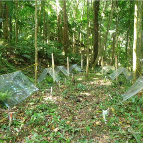 Broméliacées sous leurs déflecteurs de pluie à la station biologique El Verde, Porto Rico