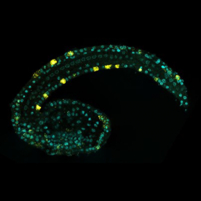Cellules du système nerveux d'une ascidie