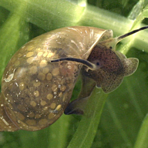 Escargot Physa Acuta 