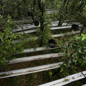 Gouttières en sous-bois utilisées pour une expérience d'exclusion de précipitation en foret de chêne