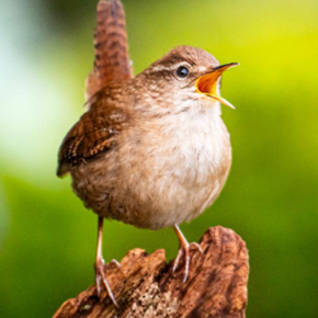 Un passereau vocalisant
