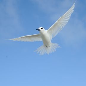 Gygis blanche (Gygis alba) des Îles Eparses 