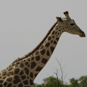 Girafe au Niger