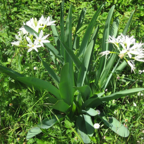 Le Pancrace d'Illyrie