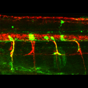 réseau de neurones