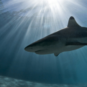 Requin Pointe Noire