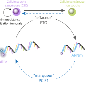 graphique présentant contpole de la marque chimique épitranscriptome