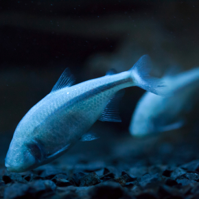 poissons cavernicoles de la grotte Pachon