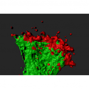 Axone en vert et protéine Orion sécrétée à son extrémité