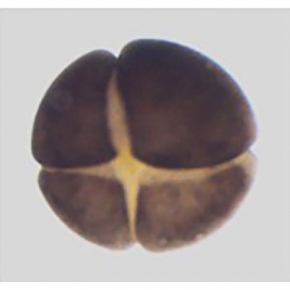 embryon de 4 cellules