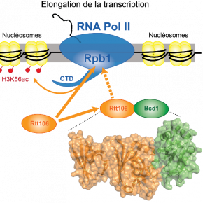 Modèle proposé pour le contrôle de l’activité de la protéine impliquée dans l’architecture de la chromatine