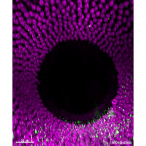 cellules embryonnaires d'un drosophile