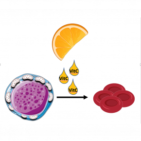 Illustration action vitamine C sur hémoglobine