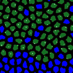 Cellules embryonnaires marquées de drosophile