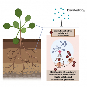 Les systèmes de prélèvement et d’assimilation du nitrate chez les plantes sont dérégulés dans des conditions de croissance sous CO2 atmosphérique élevé, ce qui peut conduire à une diminution de la teneur en azote des plantes.