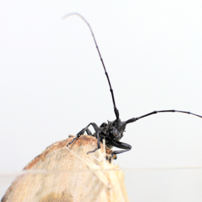 Anoplophora_glabripennis