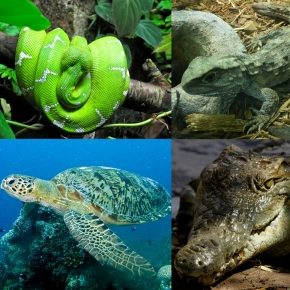 Illustrations de faune tropicale