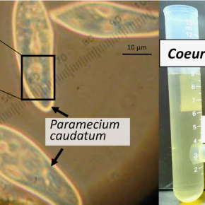 Le cilié d'eau douce Paramecium caudatum et son parasite bactérien Holospora undulata