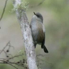 Un zostérops gris de La Réunion dans son habitat, cirque de Cilaos, île de La Réunion.