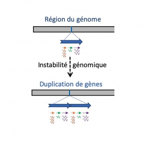 schéma duplication génome