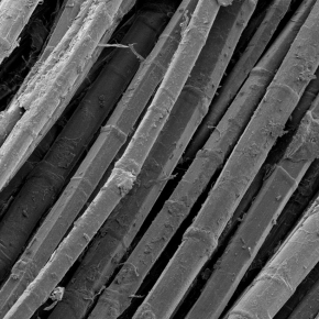 Fibres de lin anciennes vues au microscope électronique à balayage.