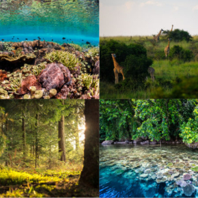 Parmi les exemples d’écosystèmes vulnérables : récifs coralliens, savane, forêt tempérée, mangroves.