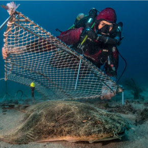 Requin Ange de mer (Squatina squatina) équipé d’une balise en Corse orientale