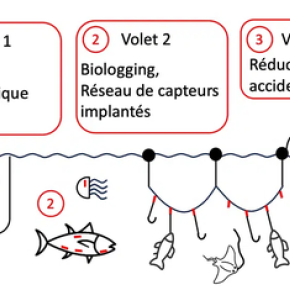 Schéma présentent le dispositif permettant de réduire les pêches accidentelles