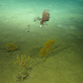 Gorgones et coraux noirs à 1960 m de profondeur dans le mont sous-marin Ormonde