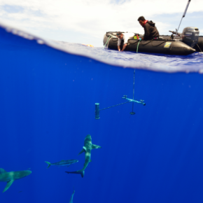 Instrumentation plongée dans la mer depuis un zodiac vers une population de poissons