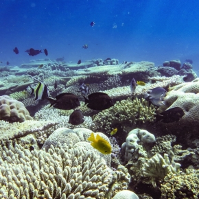 photo du récif barrière du lagon de Mayotte