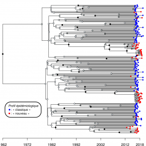 Phylogénie datée des infections dans la région de Lyon