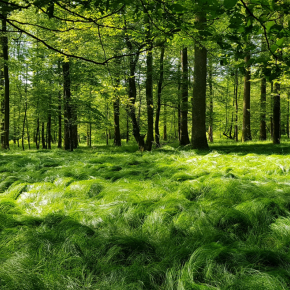 Exemple d’une plante obsidionale, le crin végétal (Carex brizoides), qui témoigne de la présence éventuelle d’anciennes paillasses de soldats allemands durant la Grande guerre