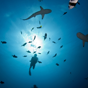 Des plongeurs observent quelques requins à pointes noires, "Carcharhinus melanopterus", nager en pleine eau au milieu des poissons.