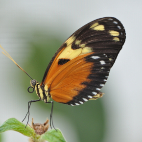 Papillon "Heliconius ismenius"  